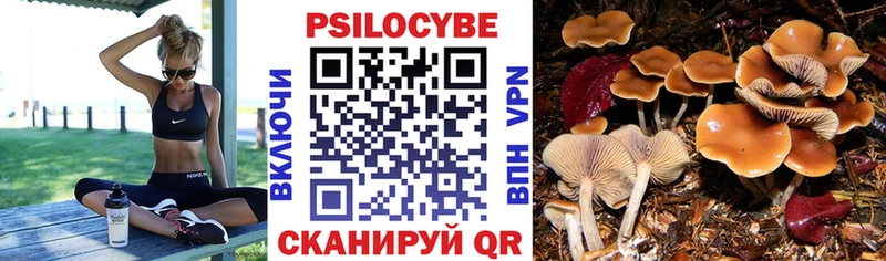 Купить где  Кировград  Галлюциногенные грибы Psilocybe 